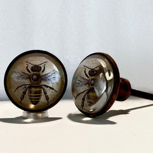 Lifelike Honey Bee Cabinet Knobs Nested Under Clear Dome 1.50 Inch-Dwyer Home Collection