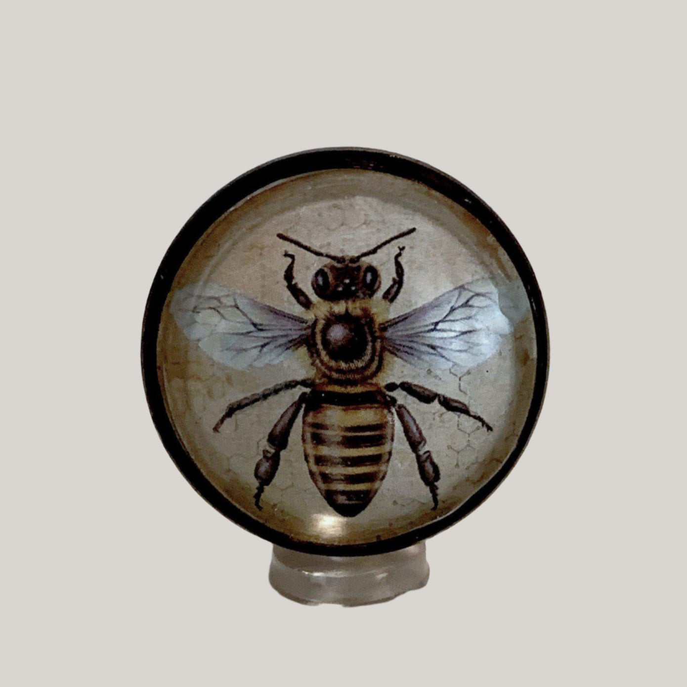 Lifelike Image Bee Cabinet Knobs Bee Nested Under Clear Glass Dome 1.5 Inch-Dwyer Home Collection
